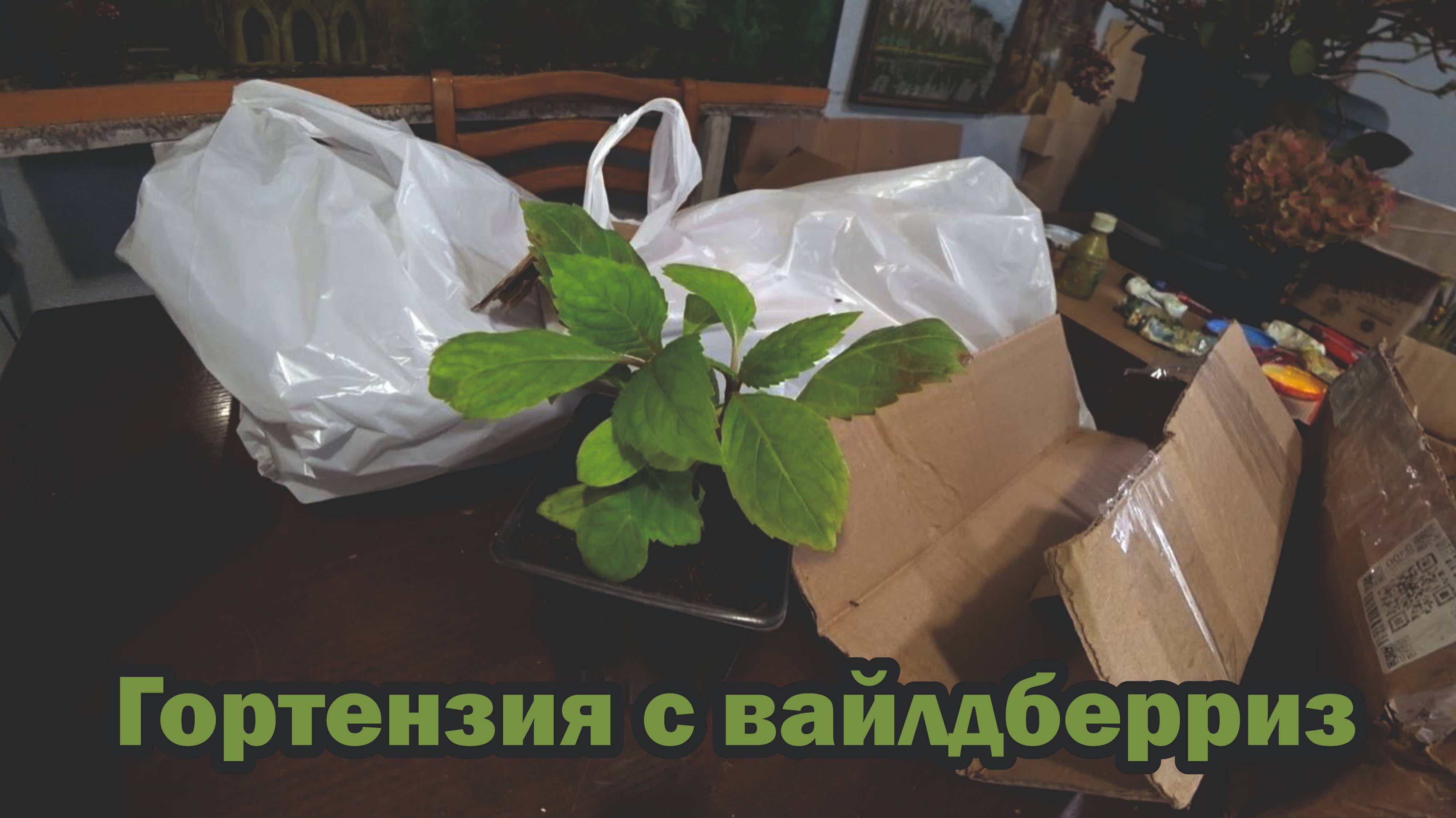 Обзор товаров с Wildberries: гортензия, решебник, пеньюар для стрижки, светодиодная лента