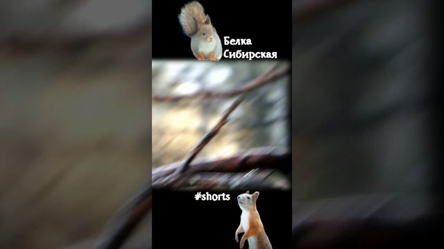 Белка убегает и синица улетает замедленно