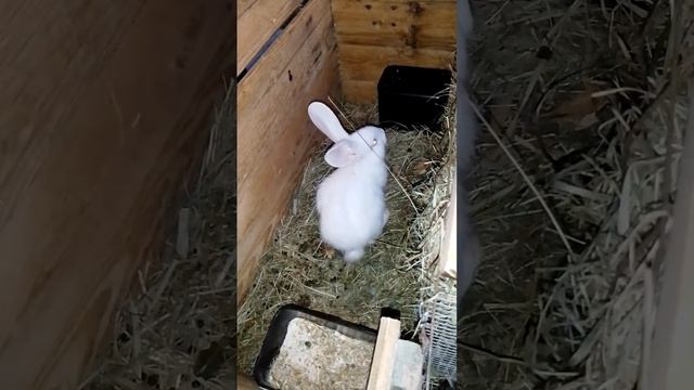 Одинокий волк  #rabbitry #bunny #rabbitfood #animals #rabbit #cute #pets #funny #rabbitfarming