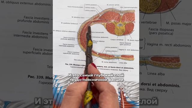 Выпирает живот и болит поясница - как решить проблему?