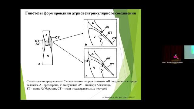 Топчан А.Г. Эмбриология проводящей системы сердца