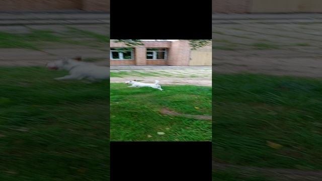 Залез повыше ,,папу,,ждать.