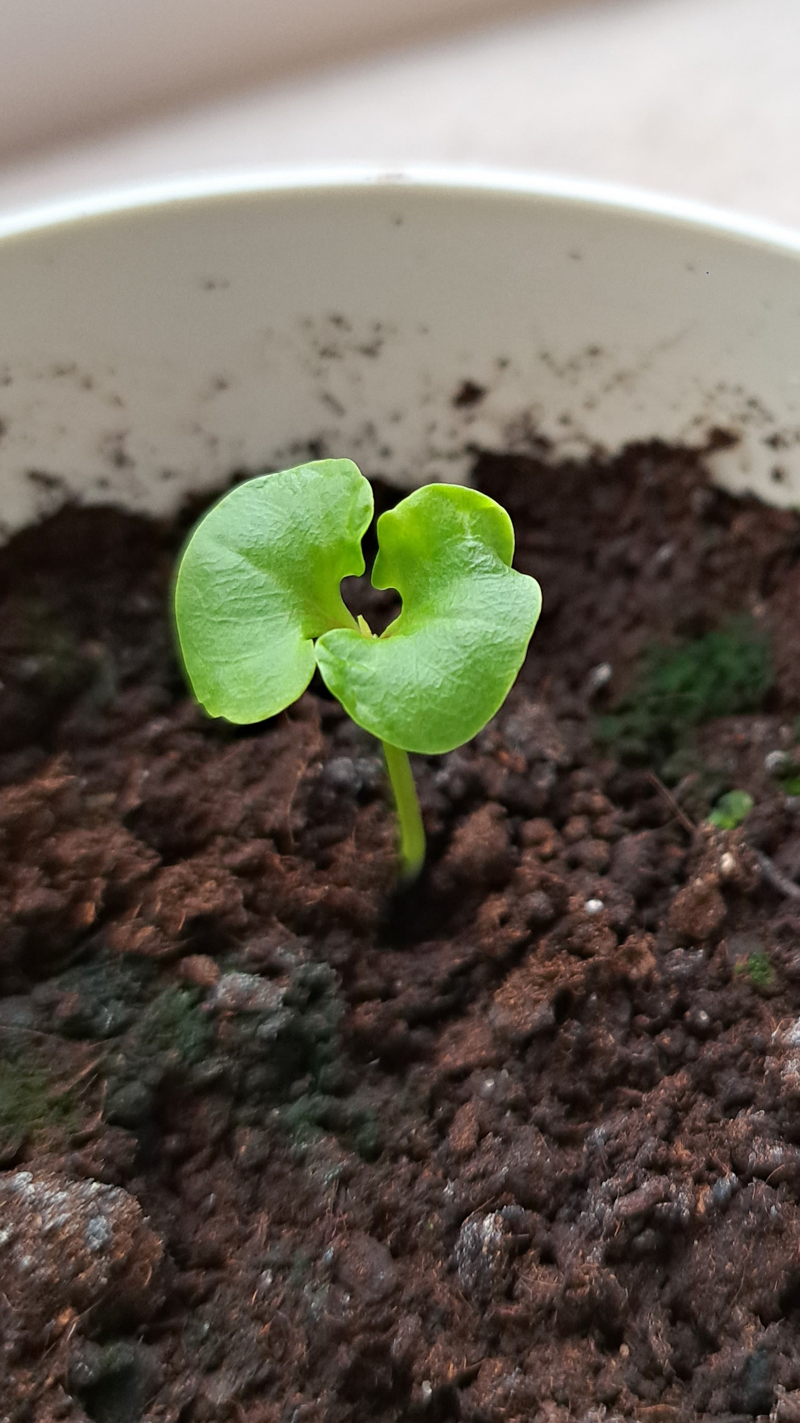 Комнатный гранат из косточки