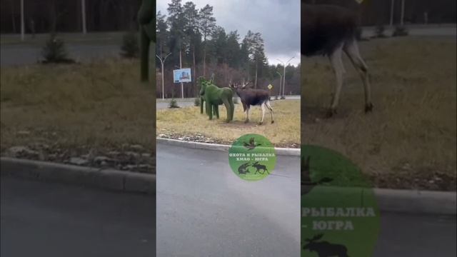 Лось принял фигуру за самку))