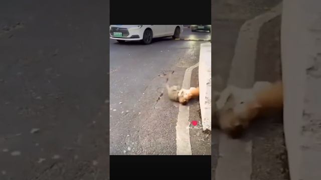 жестокая схватка