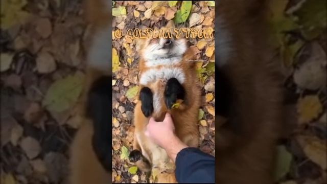 любите животных