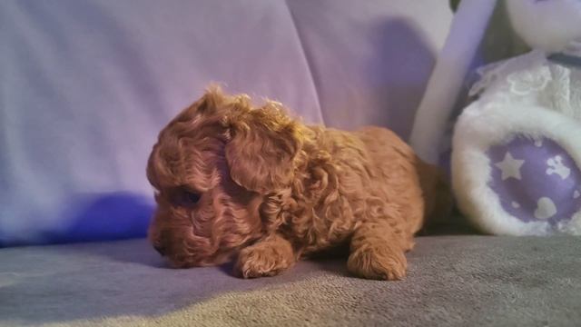 Девчуля той пудель