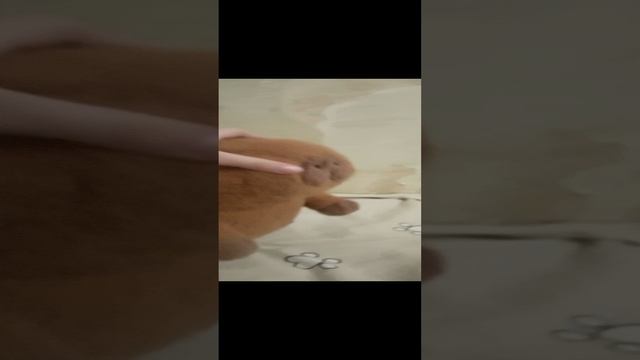 Капибара бой
