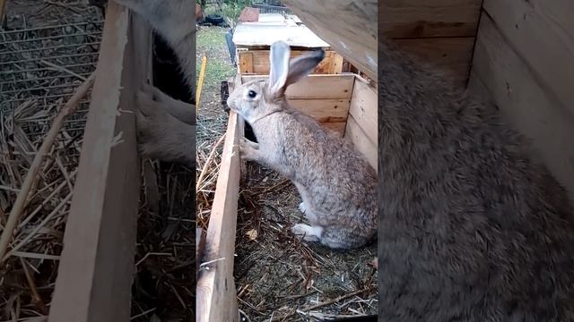 Rabbits of Russia. Big female rabbit. #rabbitfood #cute #rabbit #bunny #animals #bunny #cute #funny