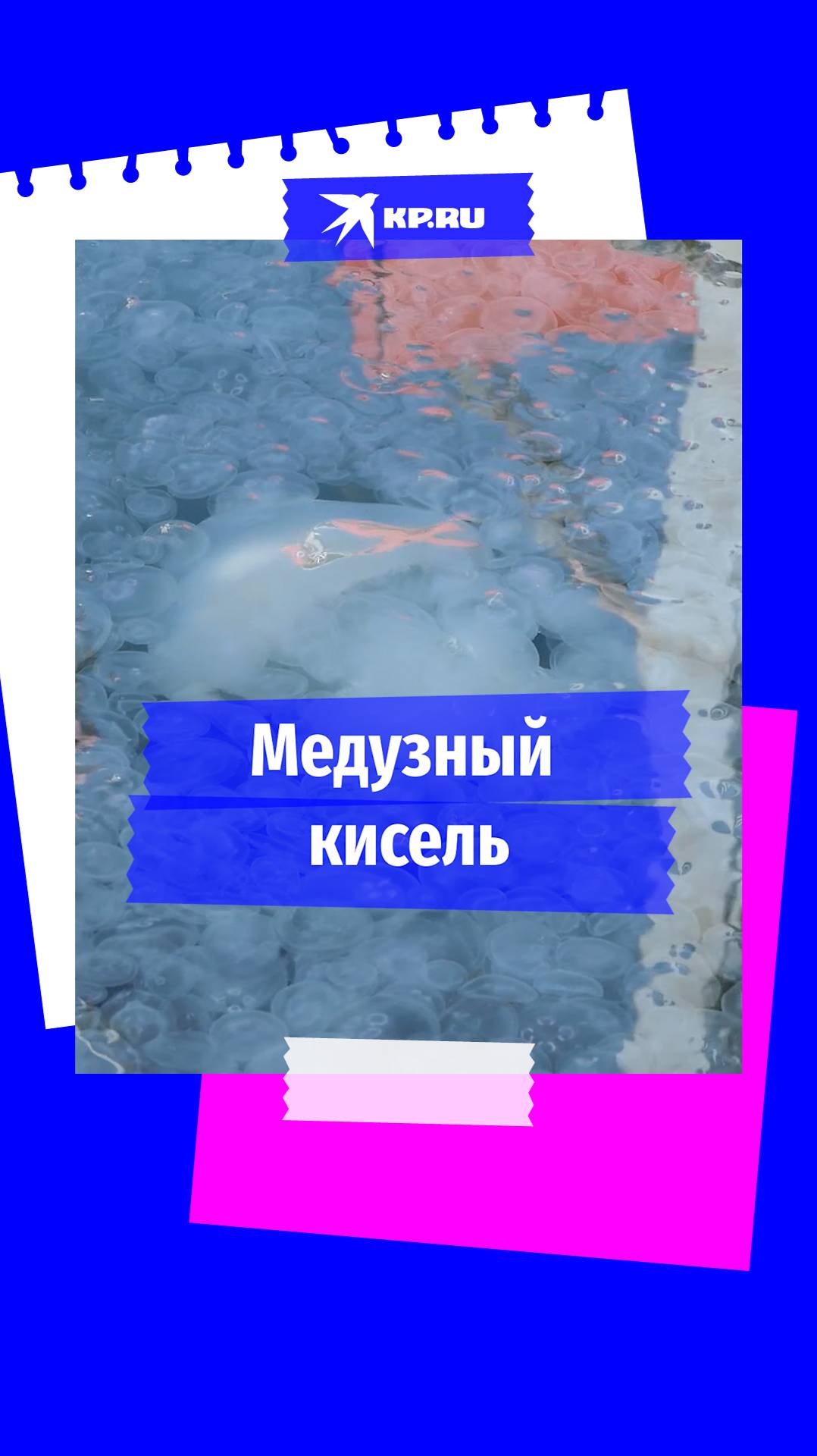 Бухта в Крыму переживает нашествие медуз