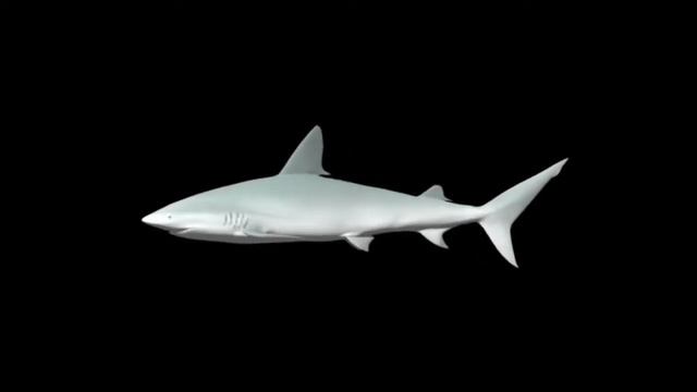 Hologram videos - shark