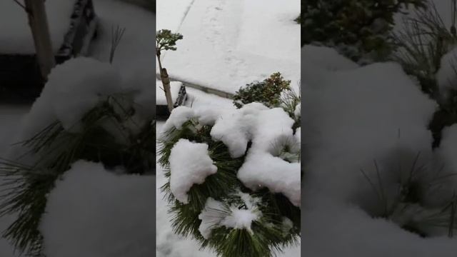 Зимний сад