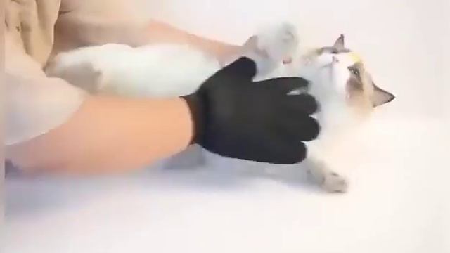 Перчатка для вычесывания шерсти у кошек и собак.