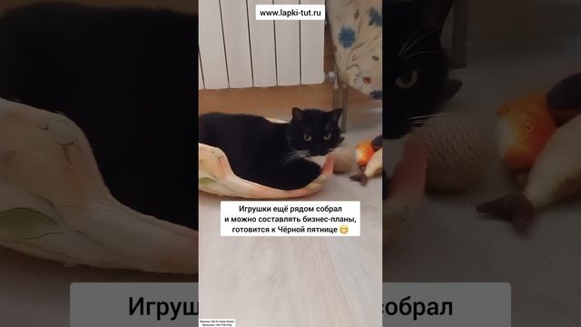 любимые места и привычки 😻