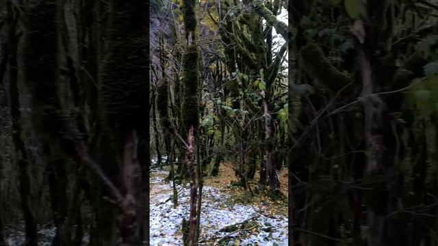 Сказочный лес по дороге на Озеро Рица