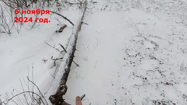 Распиловка Дрова. Ноябрьский Зима .