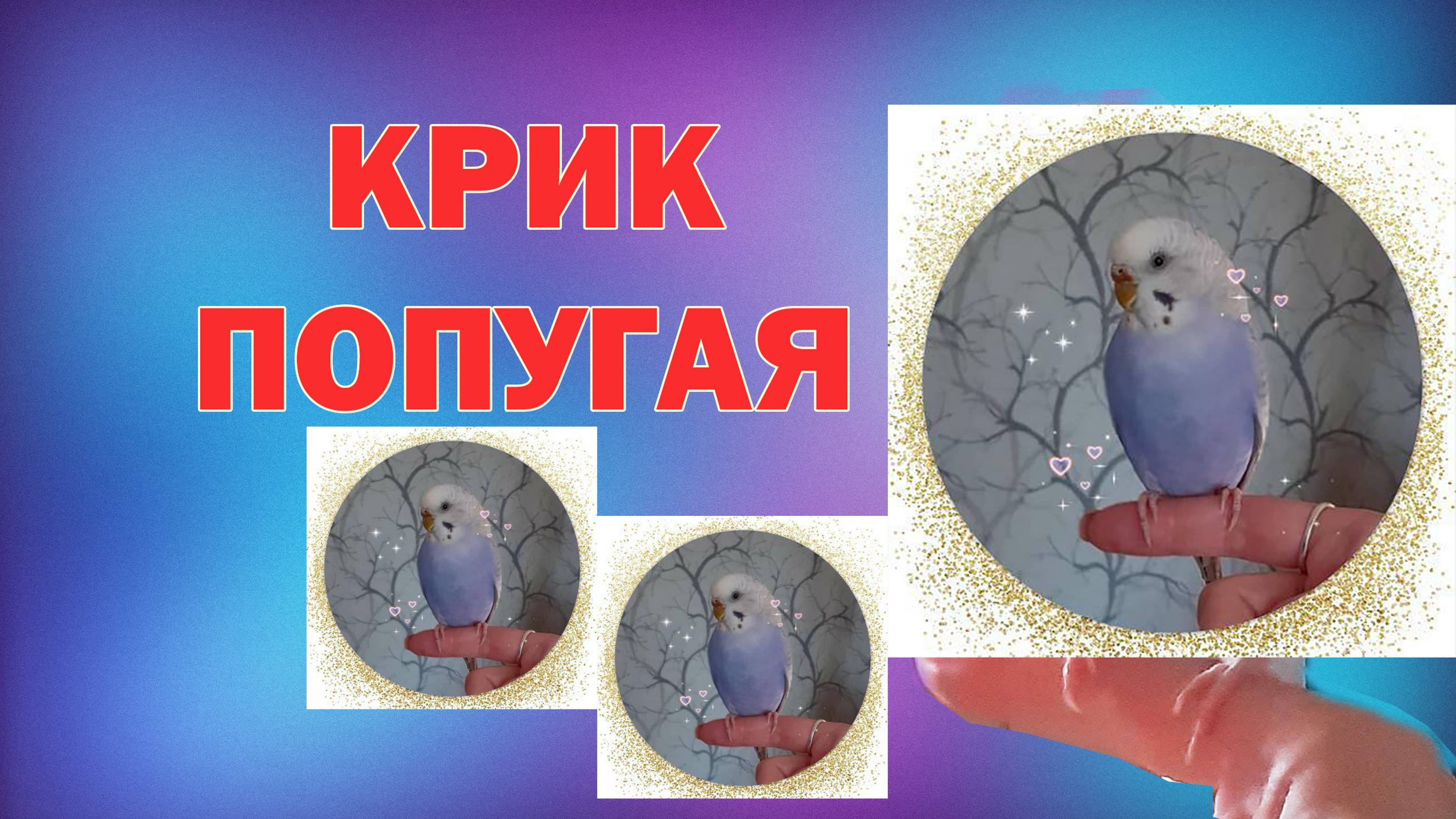КРИК НЕДОВОЛЬНОГО ПОПУГАЯ! Попугай громко кричит! Злой попугай! Молли ругается