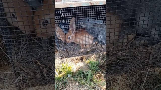 Ждем сено.#animals #cute #cuteanimals #rabbit #bunny #farming #кролики  #rabbitfarming #rabbitfood