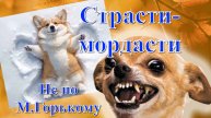 БОЛТОЛОГИЯ НА ТЕМУ ЖИВОТНЫЕ И ЛЮДИ/ НЕОЖИДАННЫЕ СОВПАДЕНИЯ/ИСТОРИИ ИЗ ПРОШЛОЙ ЖИЗНИ 🐕