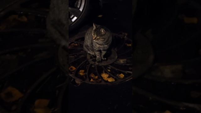 Кот греется на люке ☺️