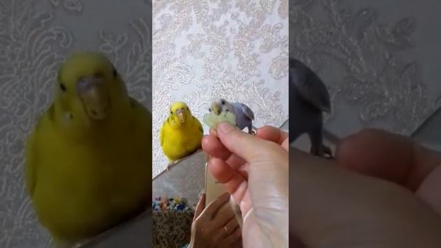 Как мои попугаи кушают любимый огурчик?