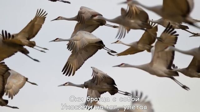 Русавуки _Журавли_ - Далеко Журавли Улетели (клип)