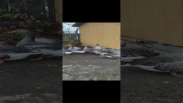 К нам прибежал незваный гость. Гуси в шоке, мы с хозяюшкой Лапой заняли круговую оборону 🚀