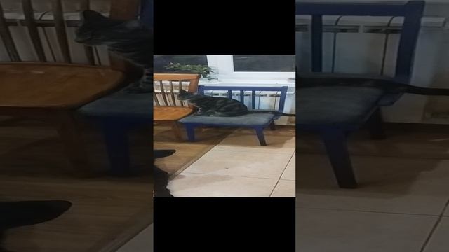 Босс! Пират устал сопротивляться😂