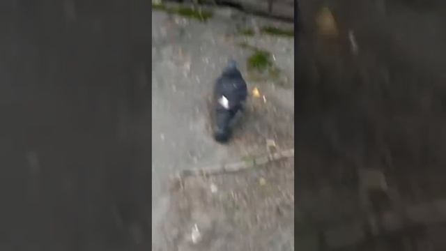 Больные голуби в Самаре. В городе вирус Ньюкасла