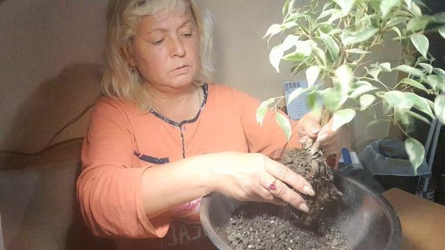Фикус бонсай- подращиваем.