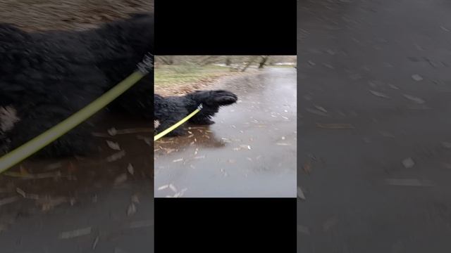 Прогулка с Юшей. 8м минутный фрагмент с разными историями