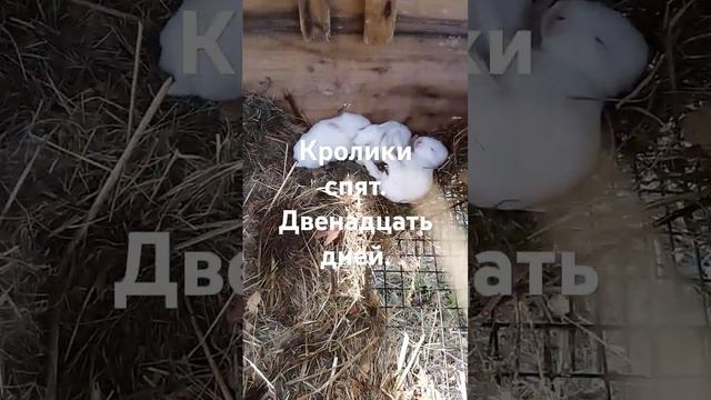 Кролики в ящике.Спят. #animals #rabbit #кролиководство #bunny #farming #farming #bunny #rabbitsnews