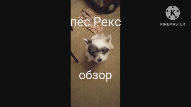 мой пёс Рекс