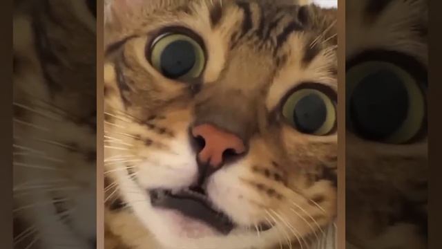 Котики