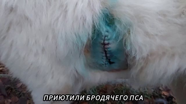 ПРИЮТИЛИ БРОДЯЧЕГО ПСА 🐶