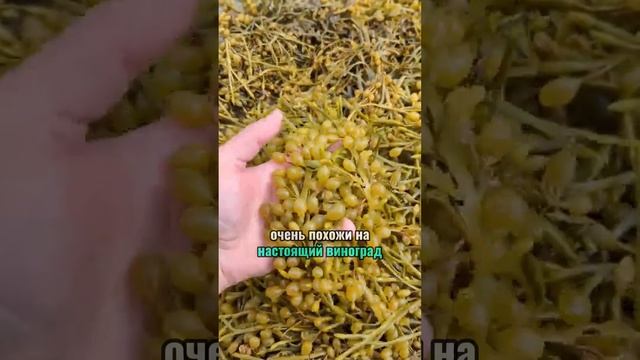 Морской виноград