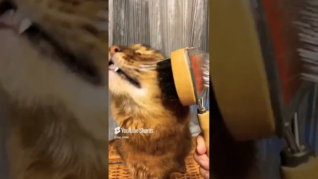 Сомалийский котик #смешныеживотные #коты #кошки #смешныекоты #приколыскотами #смешныевидео #котики