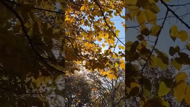 VID-20241109-WA0002(1).mp4