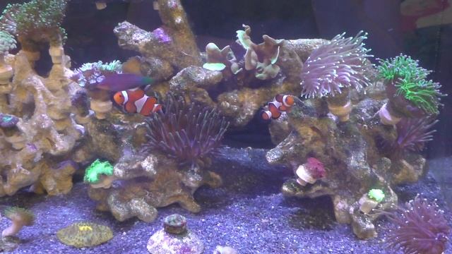 Запуск Патч-рияа. Система автодолива