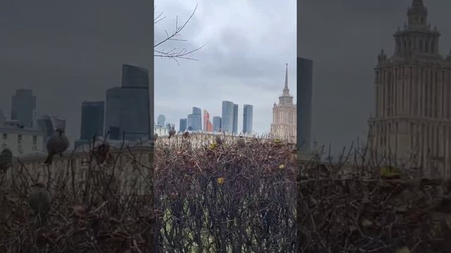 М.Круг-воробьи