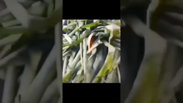 Сладенький поросеночек🩷