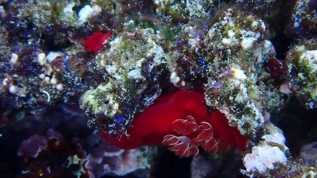 Испанский танцор. Hexabranchus sanguineus.