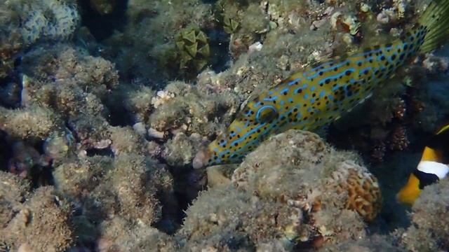 Aluterus scriptus – Расписной алутер – Scrawled filefish.Напильник.1.