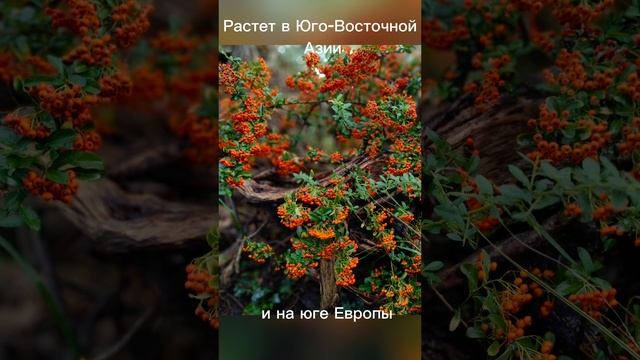Пираканта - декоративное растение юга России.