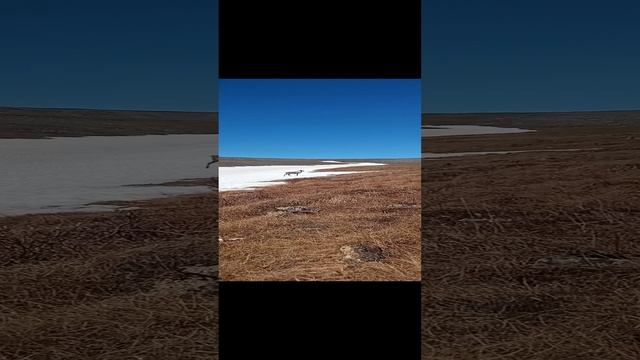 Сезон 15 серия 33 Олень