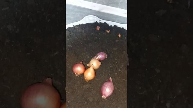 Сегодня посадила лук дома