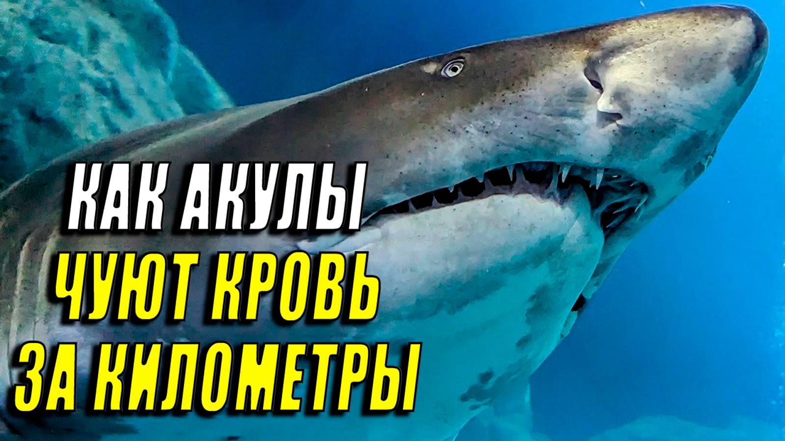 Как акулы чувствуют кровь на большом расстоянии?