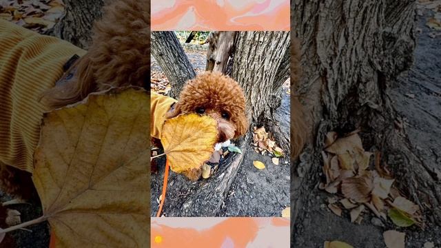 Доброе утречко ☀️Осень🍁Милые собачки 🐶 Позитив
