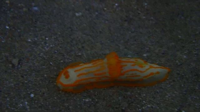 Солнечный нудик.Gymnodoris striatum.