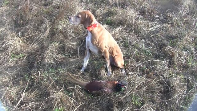 Мой пойнтер.